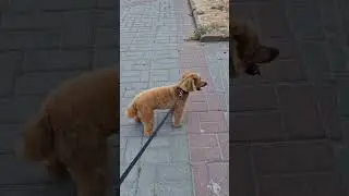 Полтава, Корпусный сад, собака на прогулке, 23.08.24