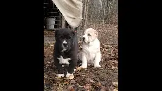 Alabai puppies.