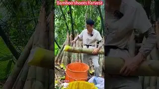 Quick-cut bamboo shoots, one peeled is good,planting harvest fresh crisp sweet快速切割竹筍，一削即好，種植收穫鮮嫩脆甜美味