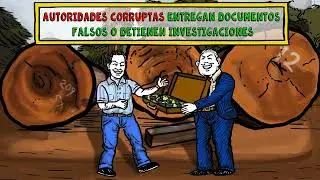 La tala ilegal en el Perú 🌳