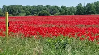 Wahnsinn in ROT