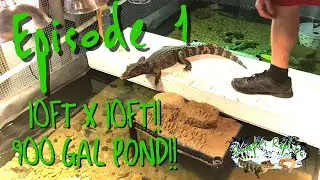 Huge Indoor Cuviers Dwarf Caiman Enclosure with Pond Build - Episode 1 - Framing the Walls