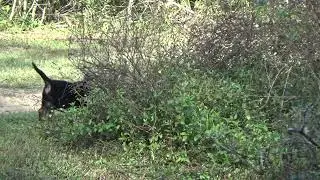 Yellow collar black and tan male- Volhard clip 7