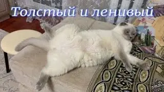Толстый и ленивый.
