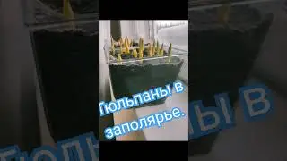 Выгонка тюльпанов к 8 марта на вахте в Заполярье.Не выращивает только ленивый .#выгонкатюльпанов