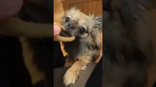 Abbie the Pomchi: the onion 🧅 ring episode #abbiethepomchi