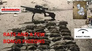 BIG RATS AND A FEW BONUS PIGEONS