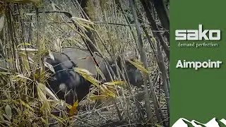 Injured buffalo charges hunter