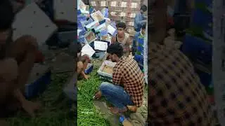 EXPORT PACKING FOR GREEN CHILLY