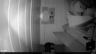 Black Kitty 