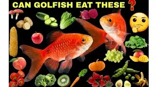 Can my Goldfish eat peas or other vegetables and vegetables ?