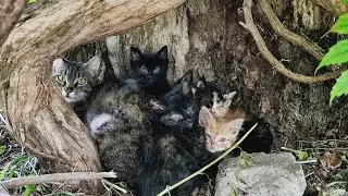 The mother cat who asks for help so that her kittens do not go blind.