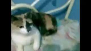 A CAMA É MINHA