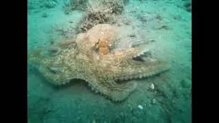 Octopus dance, scuba dive in Spain, Málaga