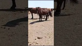 Мугалжар жылкысы #horse #mz #animals #жеребец #shorts #short