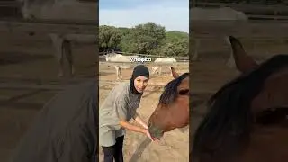 This YES vs This NO ✅❌ Your horse's well-being shows. 👇 