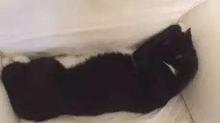 Sleeping Texido cat. Hiding his face while he’s sleeping like a human