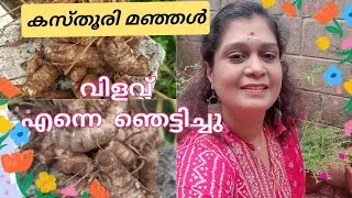 കസ്തൂരി മഞ്ഞൾ കൃഷി ചെയ്യുന്ന വിധം | | Krishi | കൃഷി || Kasturi Manjal  | |Kappayum Burgerum