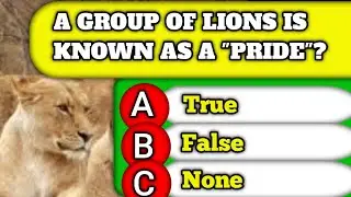 A group Of Lions Is Known As A "pride" Tackle These 1 General Knowledge Questions!