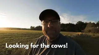 Cows aren't coming for hay? Is that good or bad?