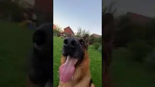 Смешная китайская собака :) 