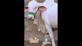 Outclass Nukra Kid of Petarians Cattle Farm