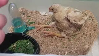 БРОЛИ ПАДАЮТ НА НОГИ, ЧТО ДЕЛАТЬ/БРОЛИ ПАДАЮТ НА НОГИ, ЧЕМ ПРОПОИТЬ