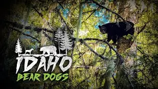 Dirk tags an IDAHO Black Bear with dogs?!
