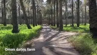 Oman dates farm tour