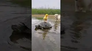 Nice friendship/ puppy and little duckling  . A beautiful moment 