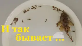 And so it happens Breeding aquarium fish