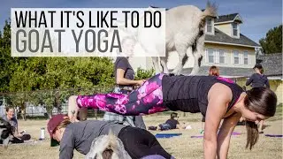Goat Yoga in Gilbert, Arizona