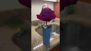 A flower in a cup.