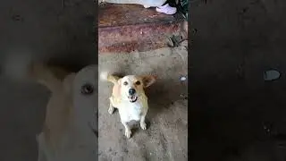 друг человека хочет кушать
