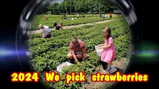 2024 Picking strawberries. Mason Farms.