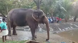 Colombo Nawam Perahara 2022 elephants getting quick bath before dressing - Part 4