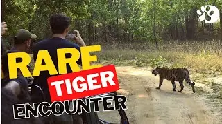 Rare Footage of Majestic Tiger in the Wild #viral #wildlife #tiger #nature #photography #trending