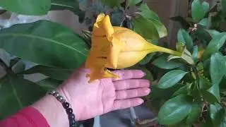 Новая красавица в доме!!!
