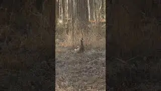 Quack-tastic Cuteness: Adorable Ducklings in Action 🦆
