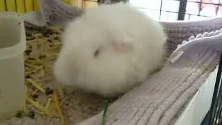 Lucy eats