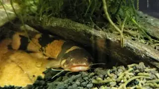 South American Bumblebee Catfish