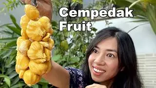 Cempedak Craze: The Exotic Fruit You Need to Try!