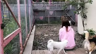 гостиница для животных Петрозаводск