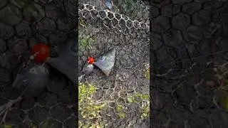Fishing with worms #fishing #shorts