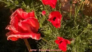 Футаж. Садовый МАК и пчёлы и шмели - Середина цветения мака