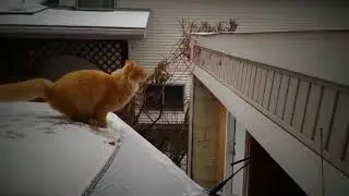 Летающий кот. Лучшие приколы .