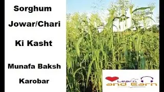 Sorghum Cultivation jowar ki kasht in Pakistan