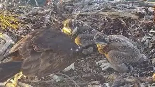 Good morning breakfast from osprey dad | Port Lincoln Osprey | Nov 4, 2024