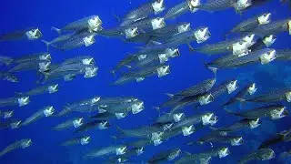 Ikan kembung lelaki (Rastrelliger Kanagurta) hidup bergermbol dan menyebar luas di perairan