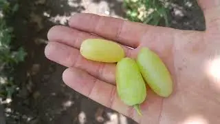 Форма Калугіна Віктора Михайловича "Блондинка рання"